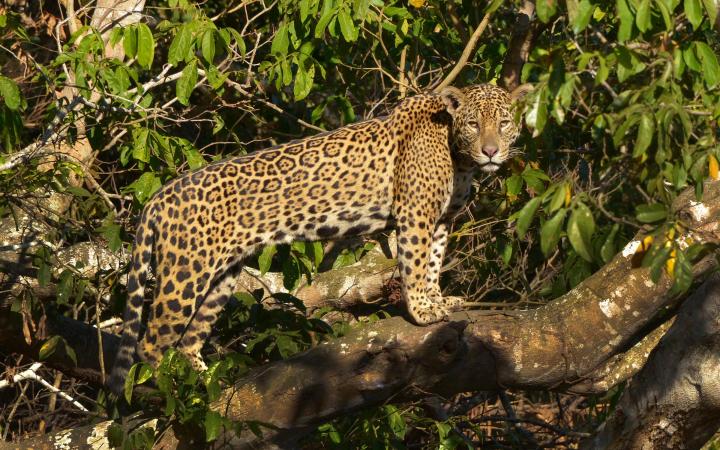 Jaguar (Panthera onca) sur un arbre dans la région du Pantanal (Brésil)
