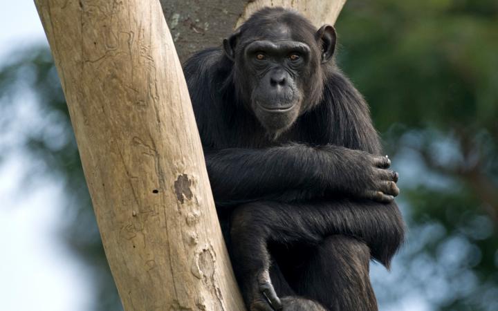 Chimpanzé dans un arbre en Ouganda