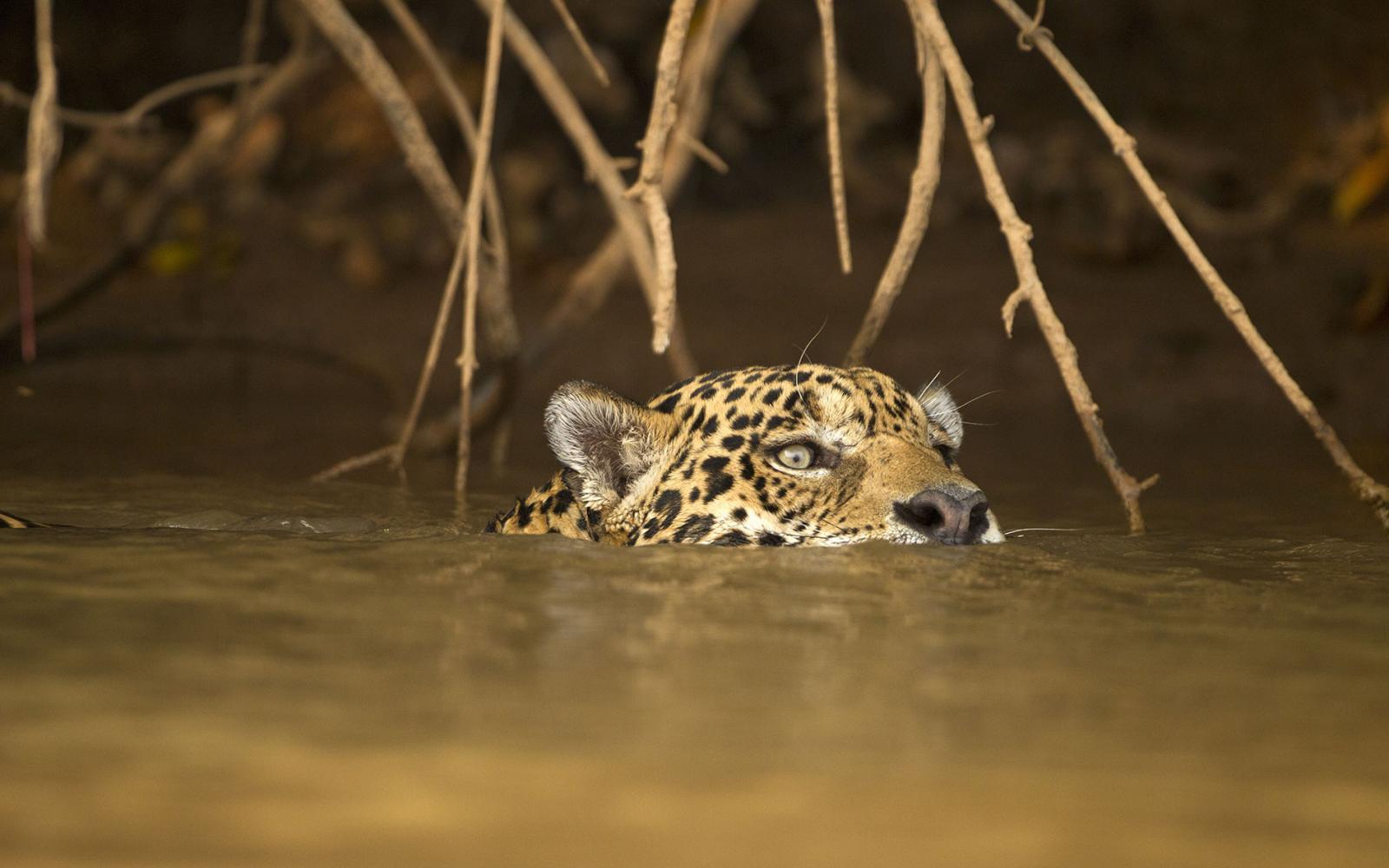 Jaguar (Panthera onca) en train de nager dans une rivière du Pantanal, Brésil