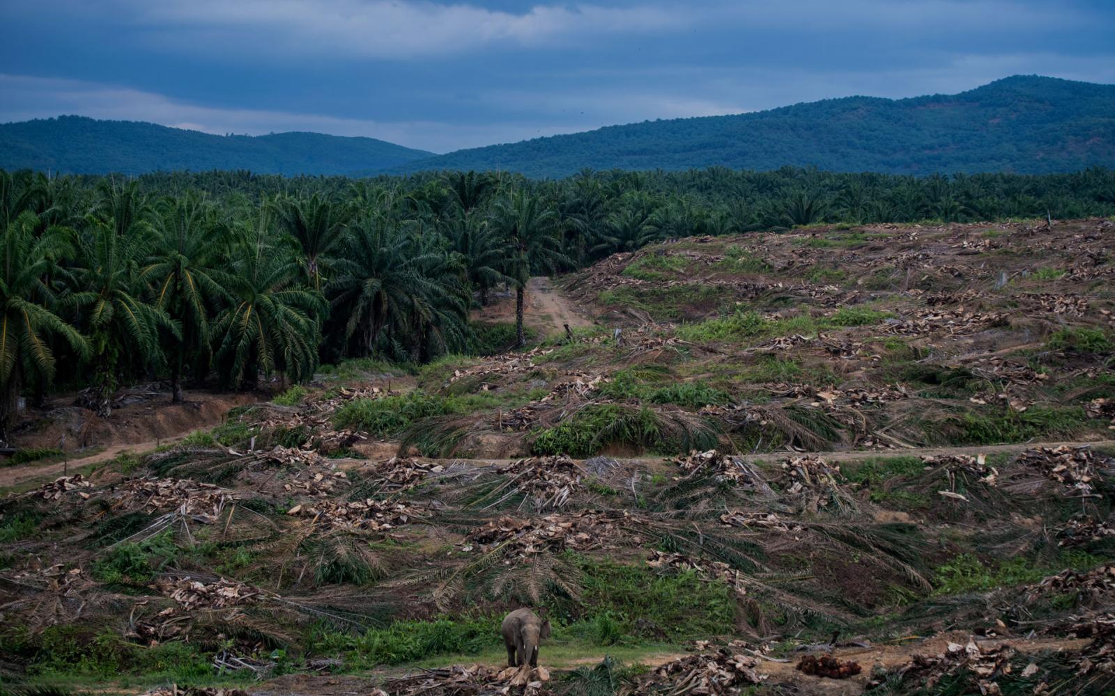 Un éléphant traverse une plantation de palmiers à huile sur l'île de Bornéo