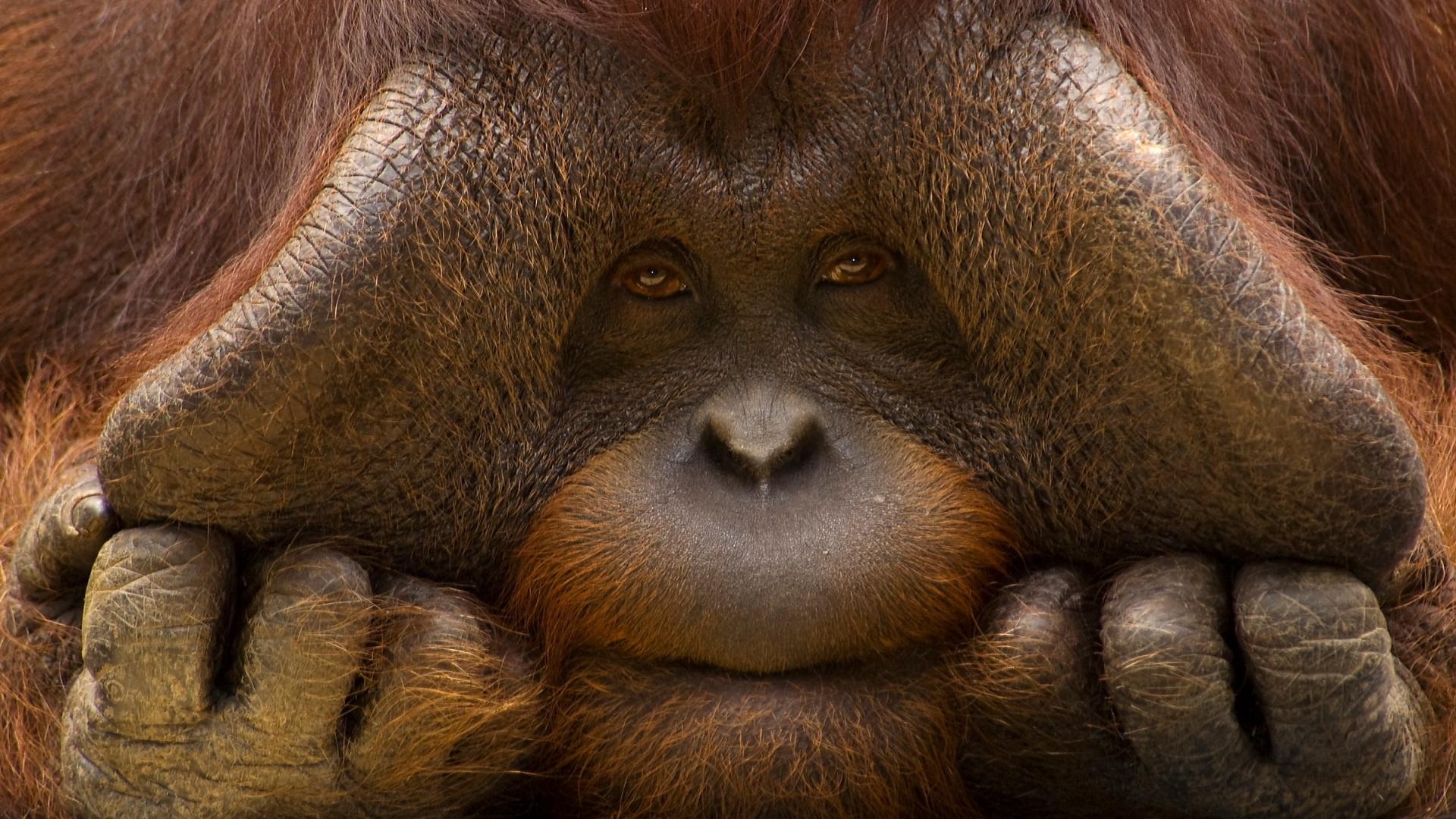 Portrait serré d'un orang-outan en captivité (Pays-bas)