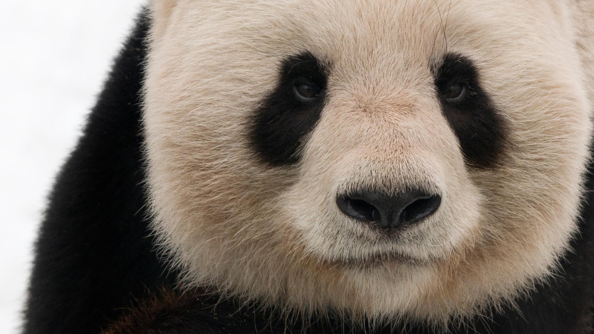 Le Panda Géant, Une Espèce Prioritaire | WWF France