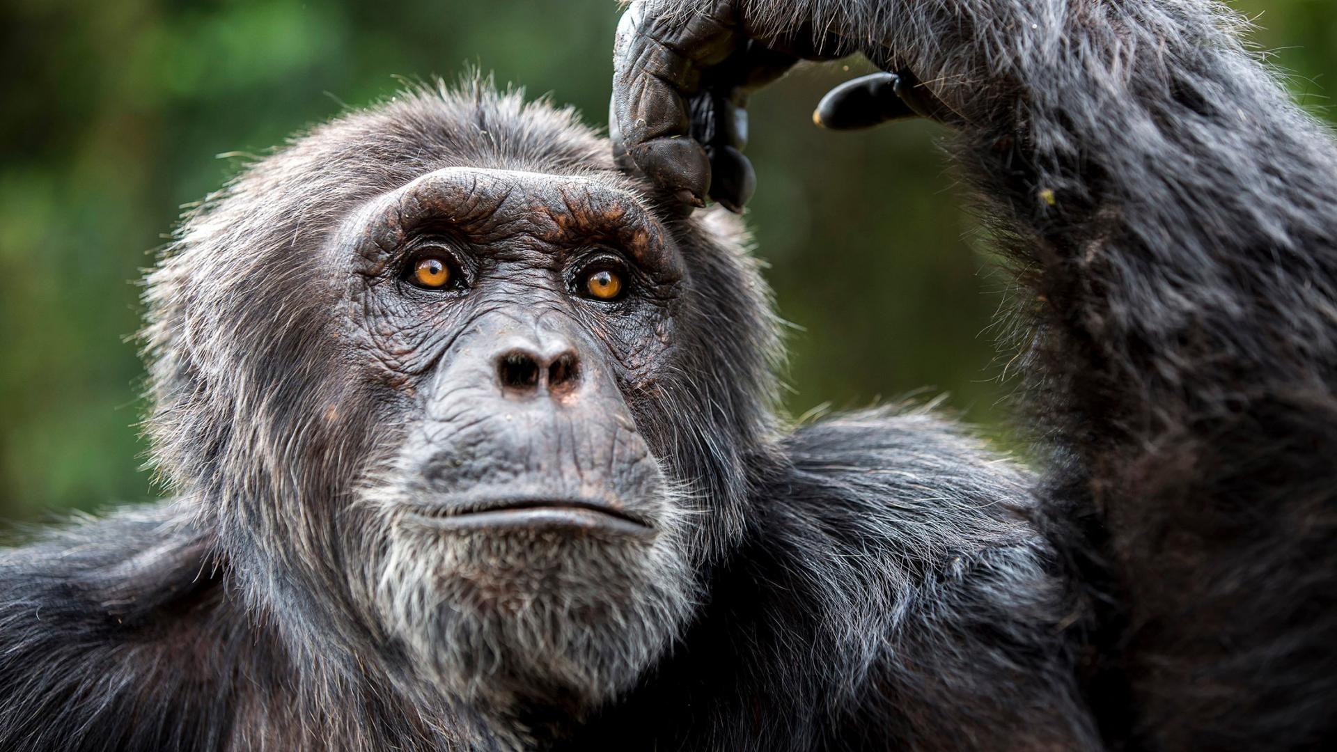 Portrait d'une chimpanzé dans la réserve de chimpanzés de l'île de Ngamba (Ouganda)