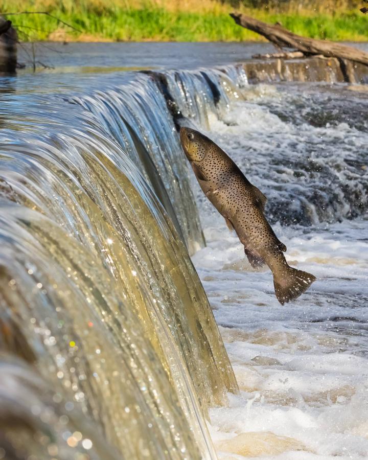 Une truite remonte une rivière en Finlande