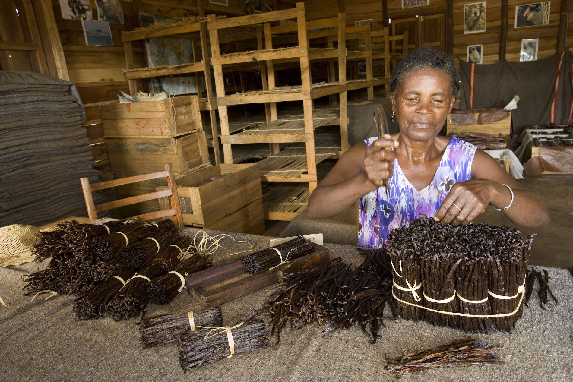 Culture de la Vanille en agriculture biologique (Madagascar)