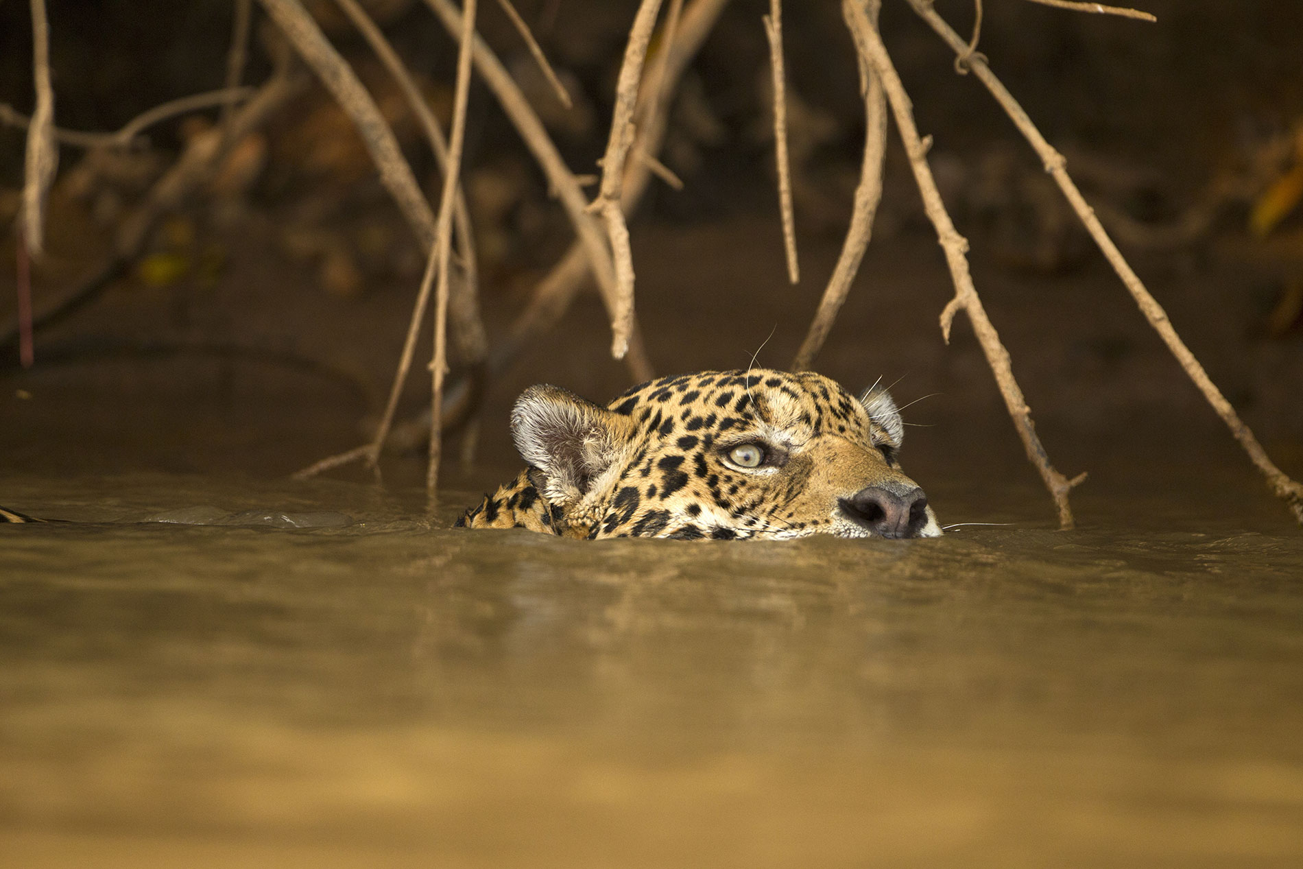 La Nature Face Au Choc Climatique Wwf France