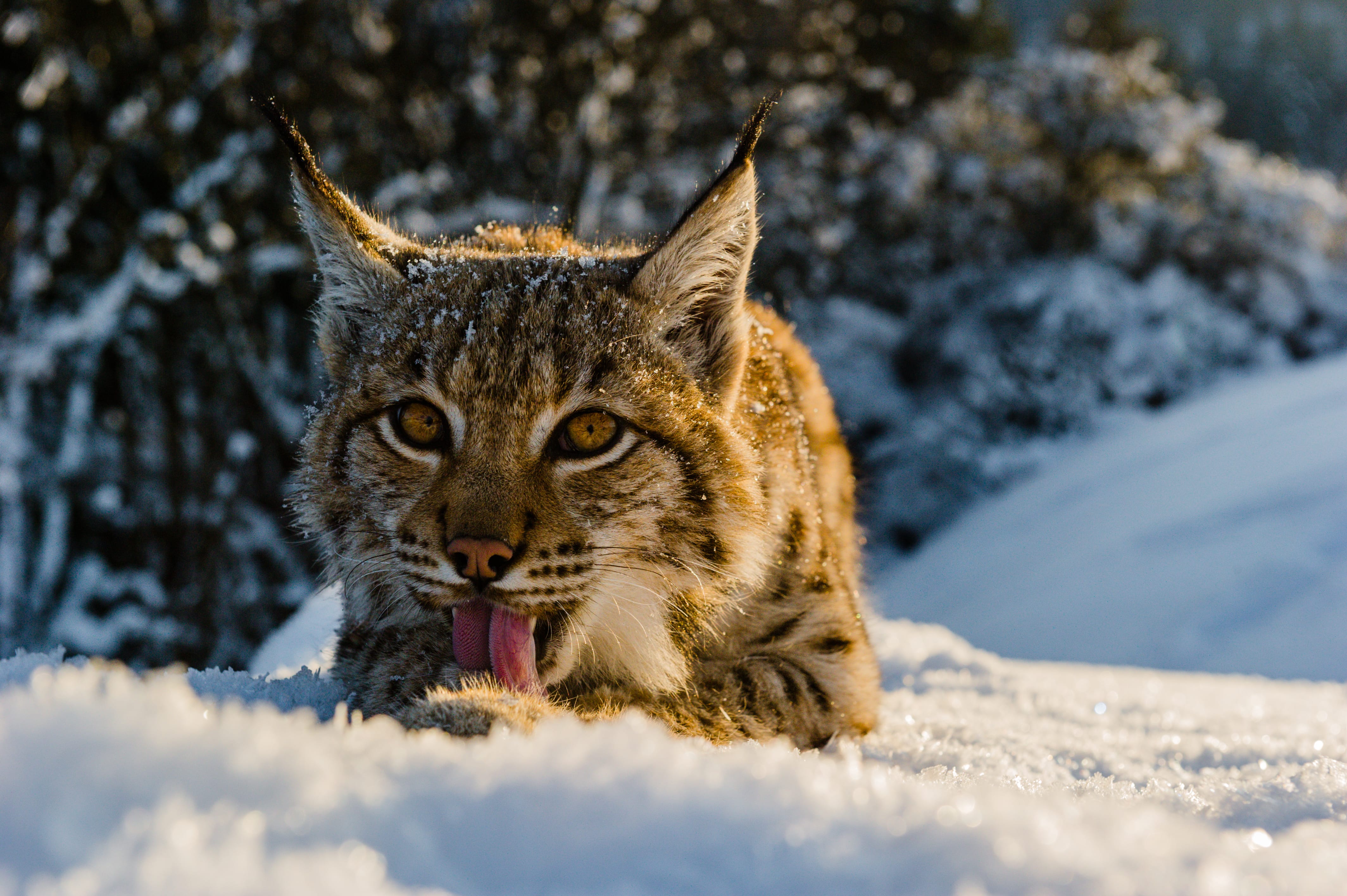 Le lynx à la reconquête de son territoire | WWF France