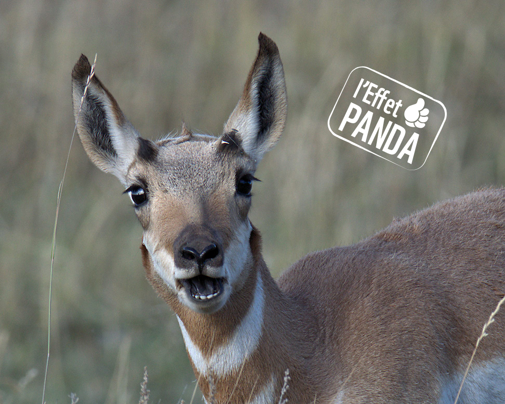 Une appli au secours des antilopes d’Amérique WWF France