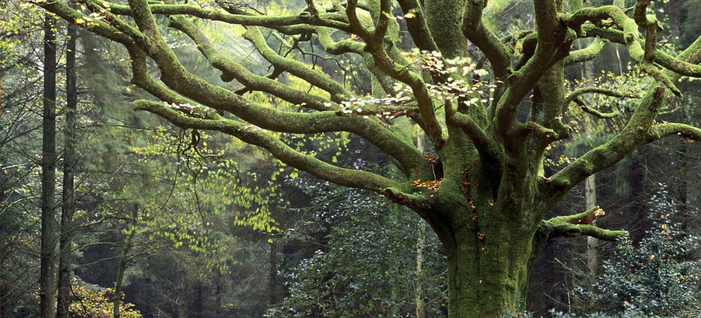 Forêt de Brocéliande (France)