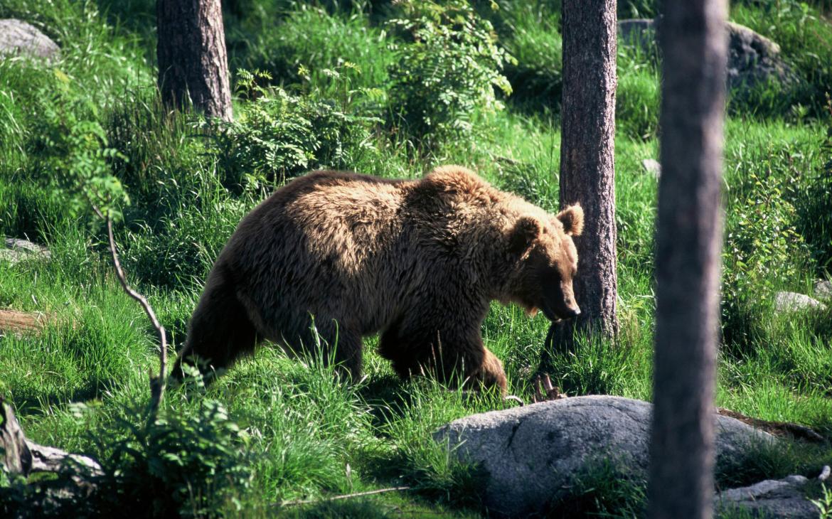 Ours brun - Nature et Zoo