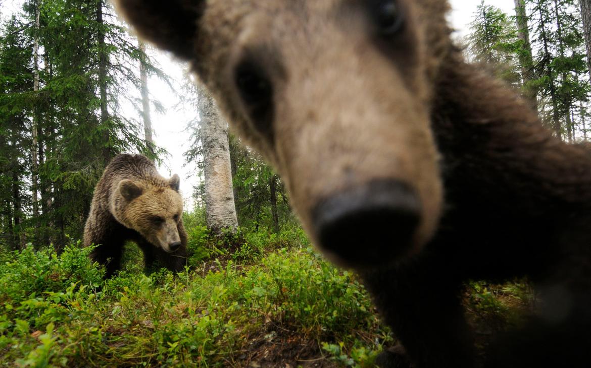 Ours brun face caméra dans une forêt en Finlande