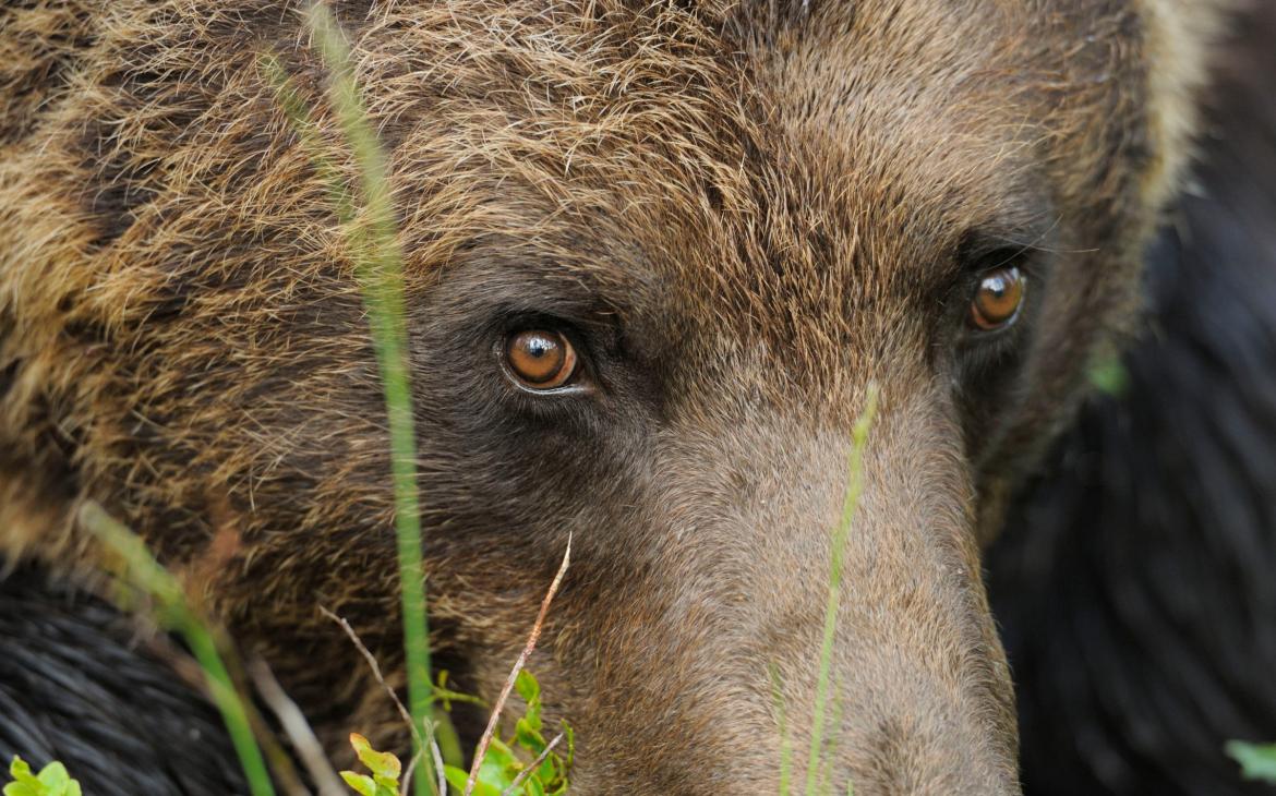 L'ours brun, un animal prioritaire