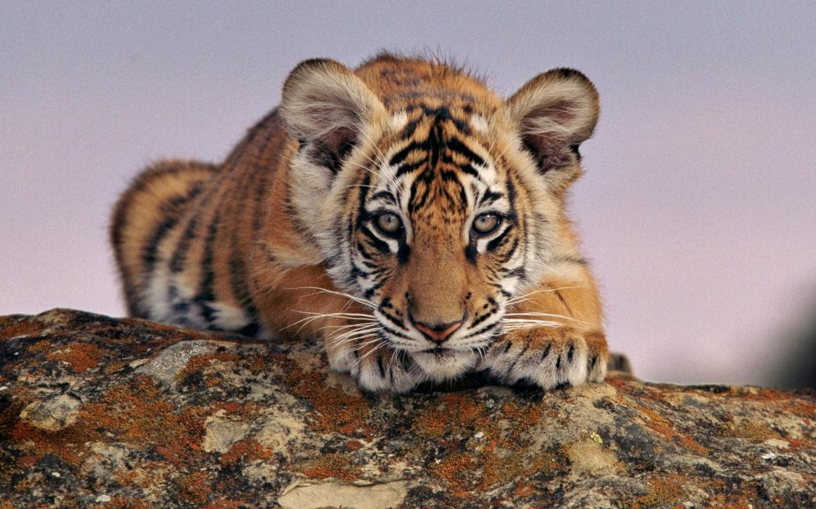 Petit tigre du Bengale accroupi sur un tronc d'arbre 