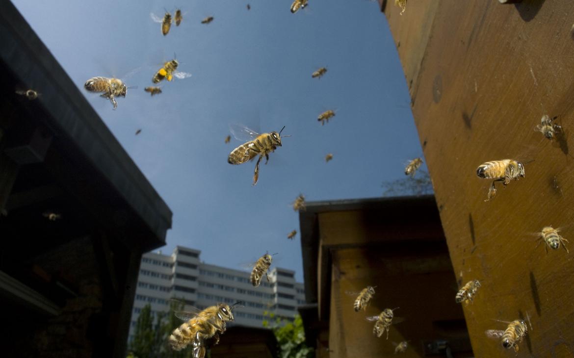 Abeilles en train de voler dans le ciel de Paris, loi biodiversité