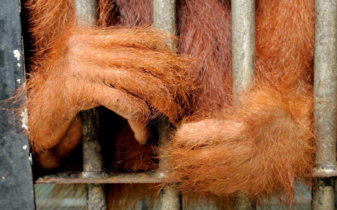 Orang Outan dans un centre de réintroduction à Jambi, Sumatra (Indonésie)