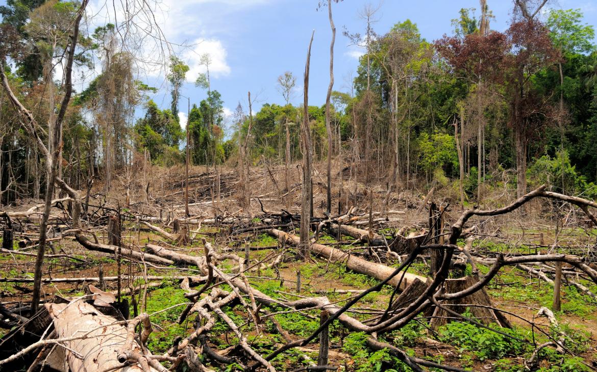  Sumatra  une le paradisiaque menac e WWF France