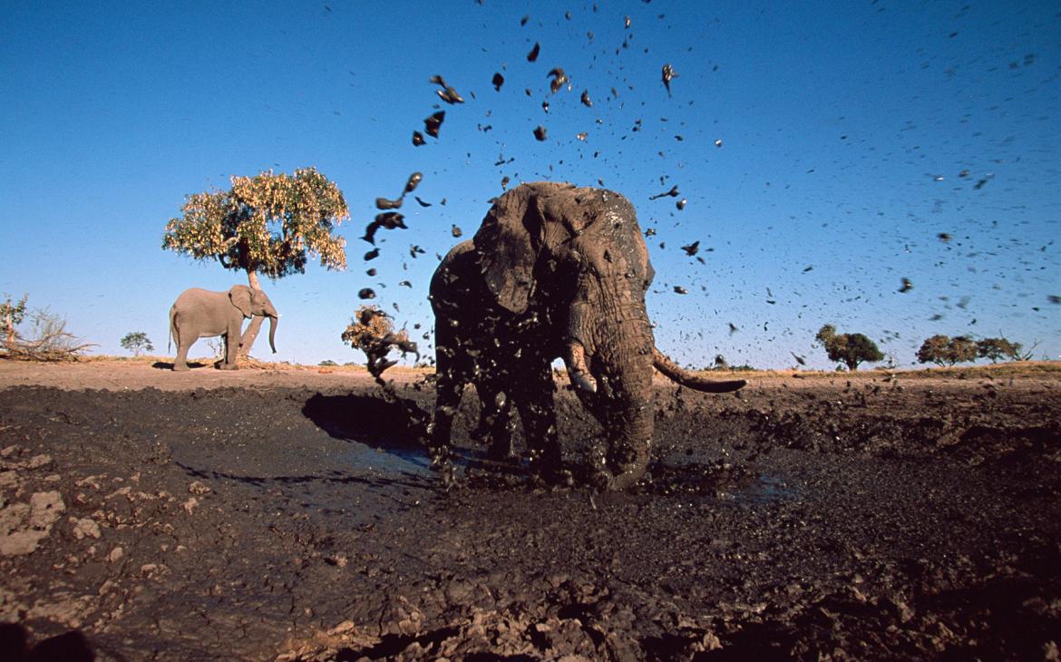 Elephant d'Afrique mâle (Loxodonta africana) s'aspergeant de boue, Savute, Botswana