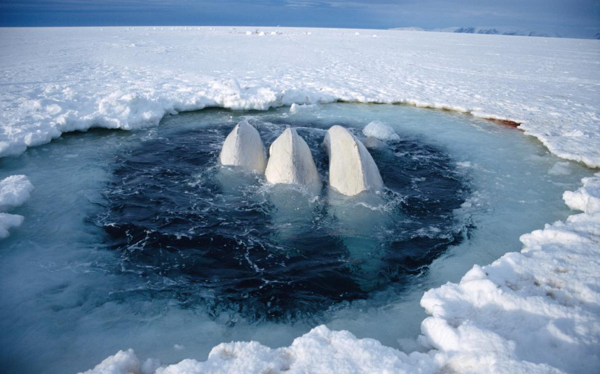 Bélugas (Delphinapterus leucas) piégés dans un trou de glace (Canada)