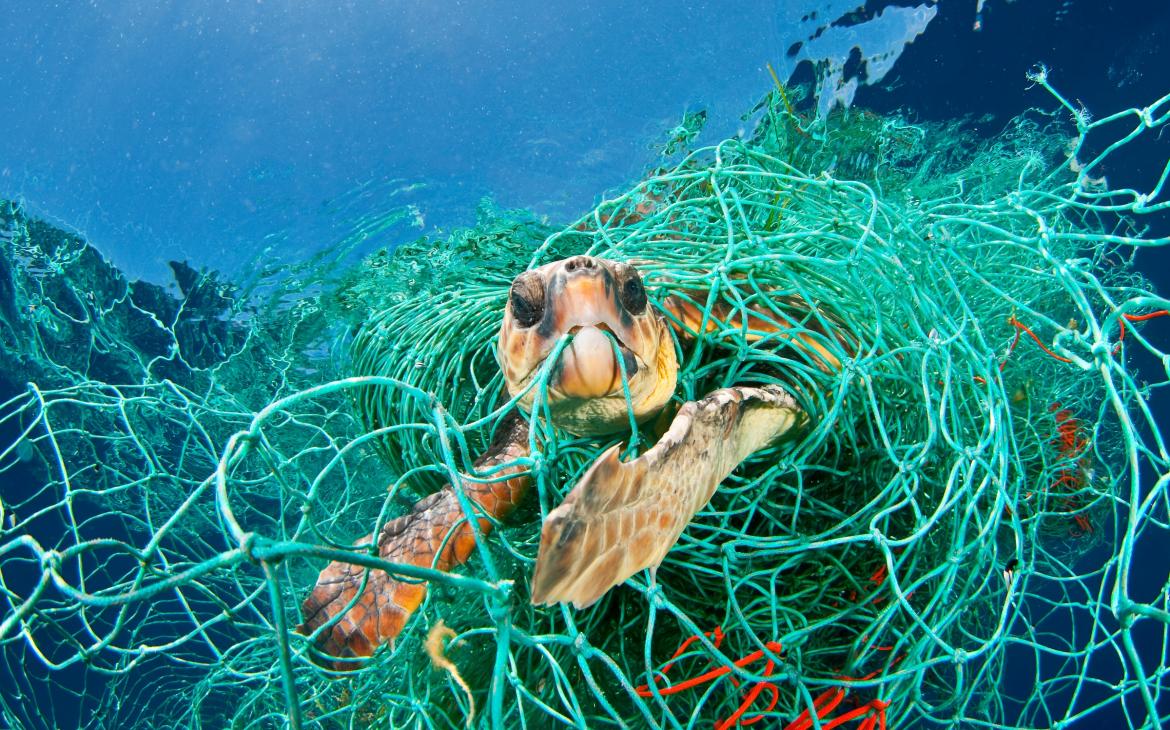 Tortue caouanne (Caretta caretta) prise dans un filet, Mer Méditerranée