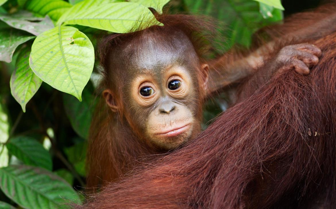 Orang-outan de Bornéo (Pongo pygmaeus wurmbii) , Parc national de Tanjung Puting, Kalimantan, Borneo (Indonesie)