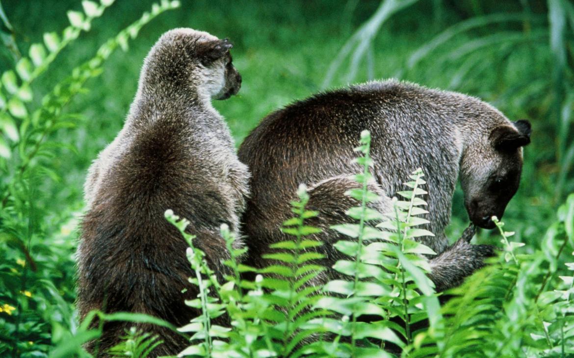 Kangourous arboricoles (Dendrolagus inustus) observés en Indonésie