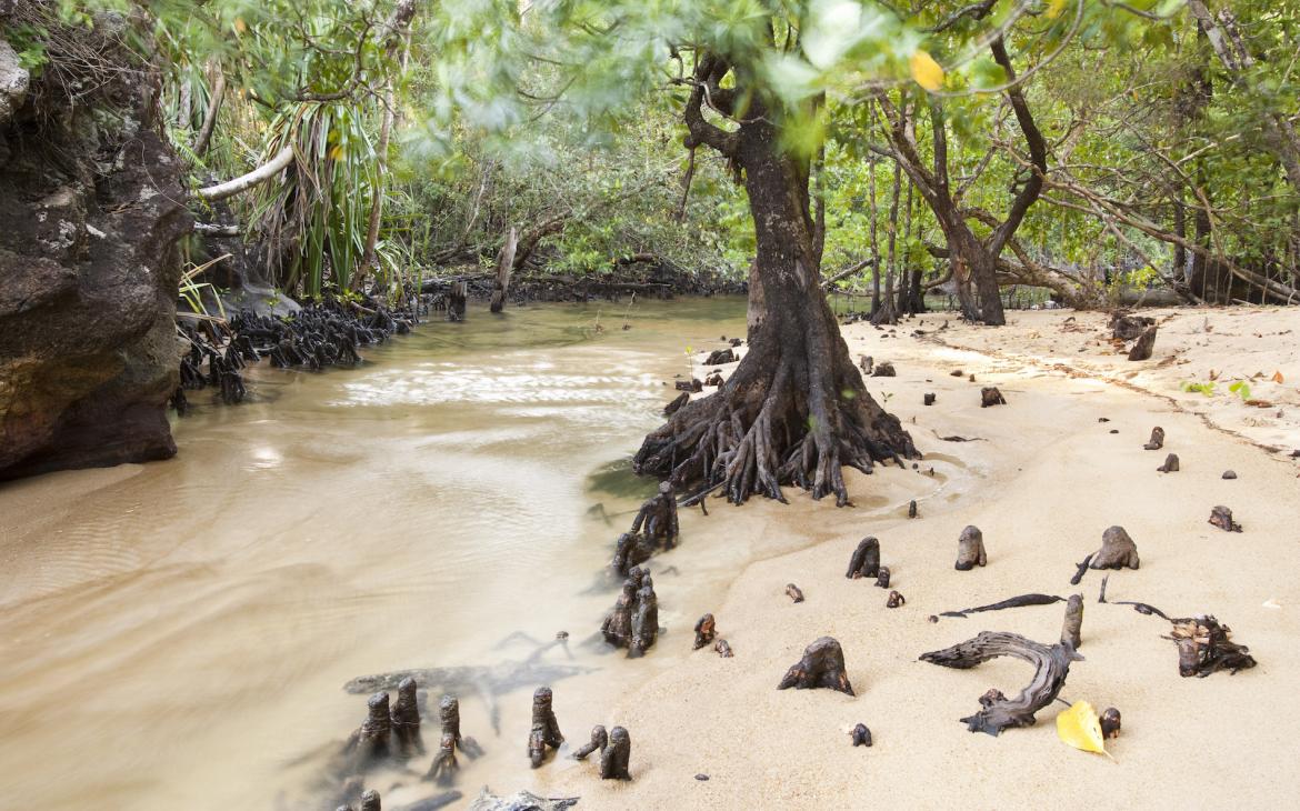 Embouchure de la rivière Tampolo, parc national de Masoala (Madagascar)