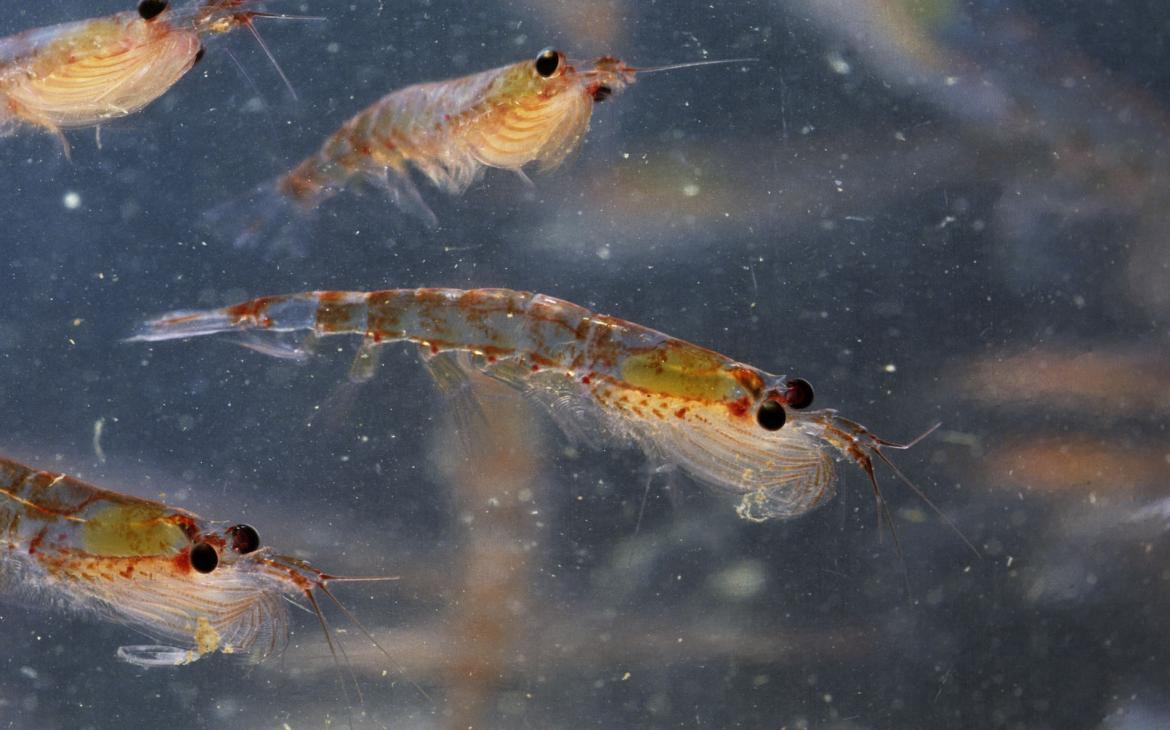 Krill (Euphausia superba), Antarctique