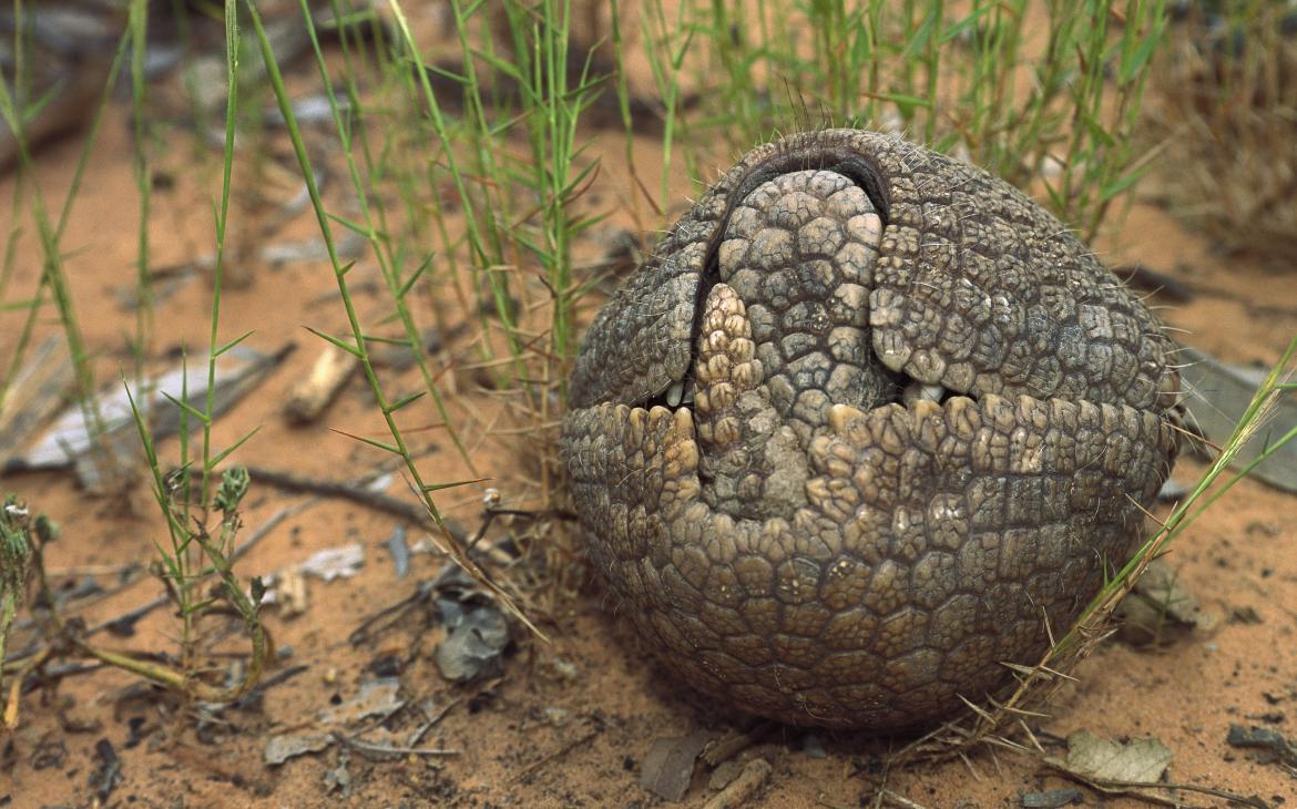 Tatou à trois bandes (Tolypeutes tricinctus), Brésil