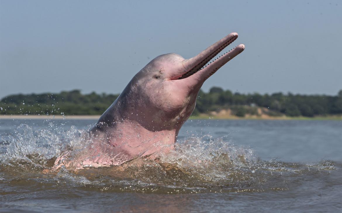 Dauphin de l'Amazone (Inia geoffrensis) sautant hors de l'eau Brésil