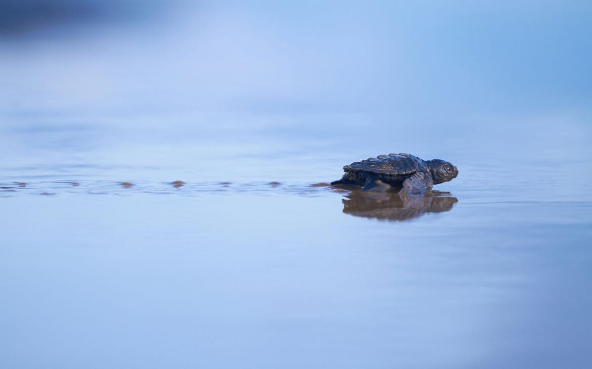 Jeune tortue olivâtre (Lepidochelys olivacea), plage de Remire-Montjoly, Guyane française;