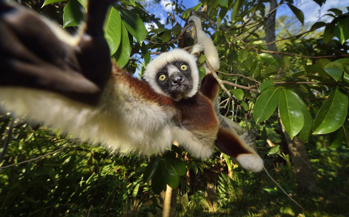 Sifaka (Propithecus), Madagascar