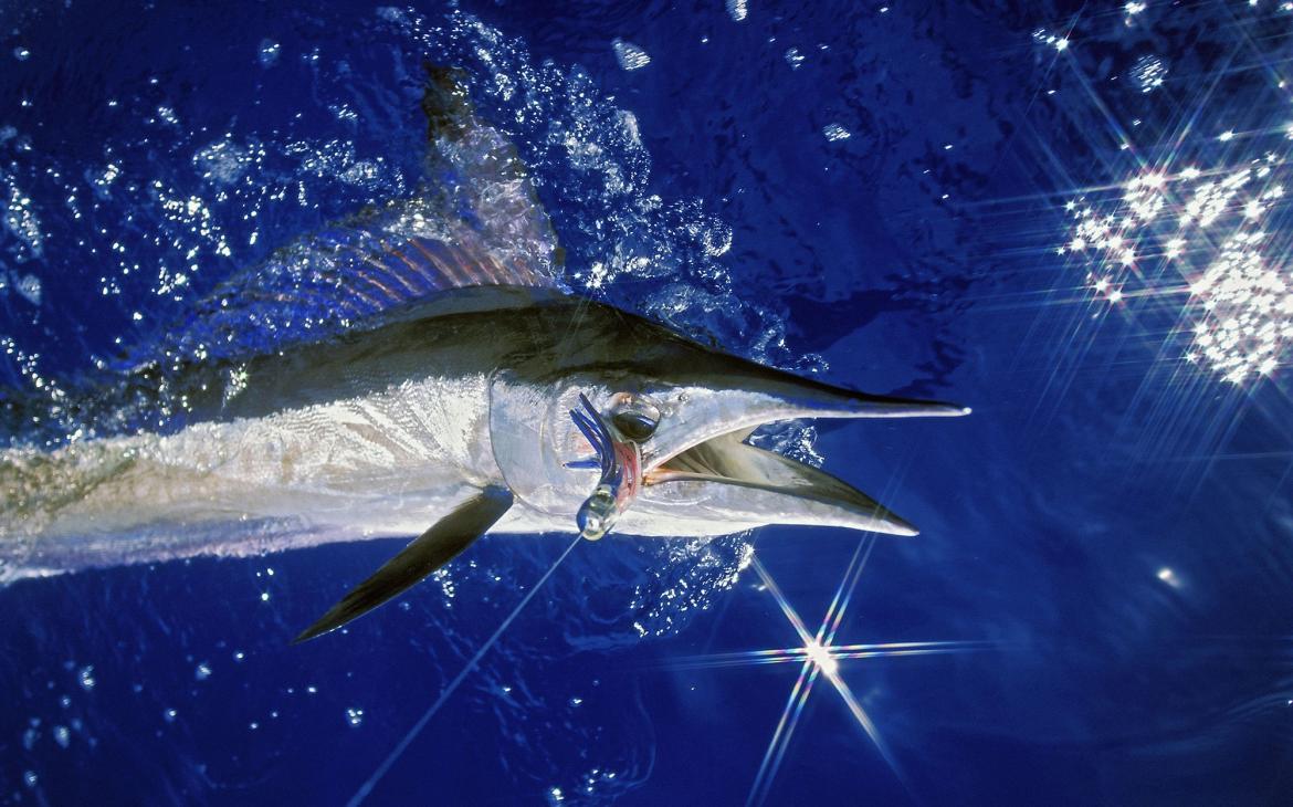 L'Espadon Voilier, le poisson le plus rapide au monde !