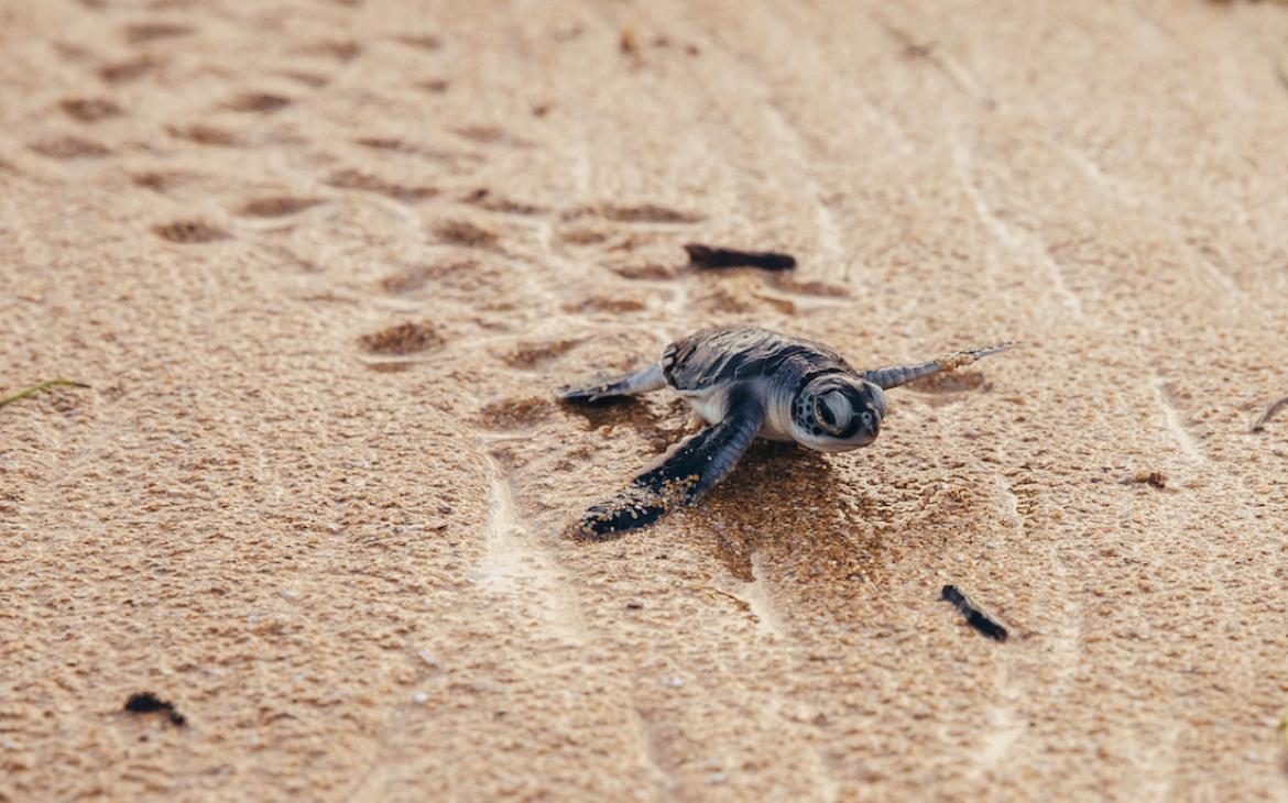 Une toute jeune tortue verte se rue vers la mer, Lamu, au Kenya