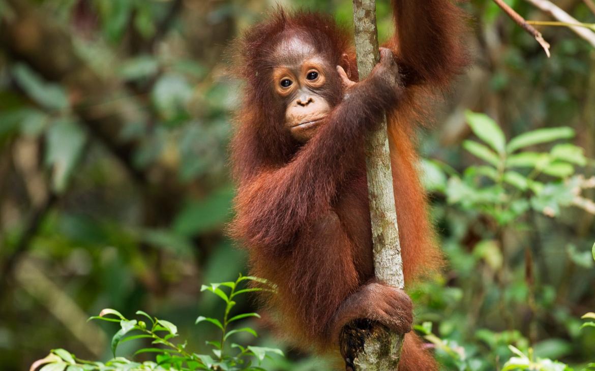 Orang-outan de Bornéo (Pongo pygmaeus wurmbii), parc national de Tanjung Puting (Indonésie)