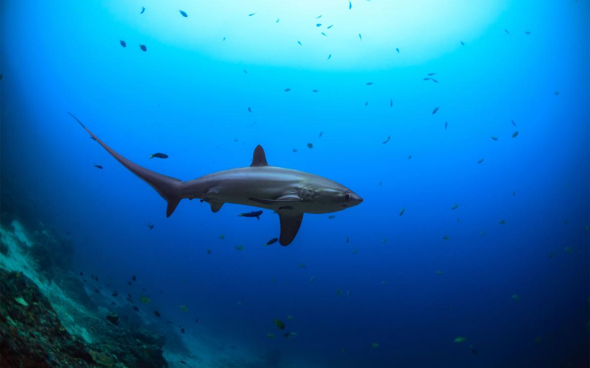 Les ailerons de requin bel et bien bannis en 2018