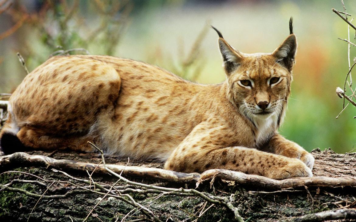 Lynx (Felis lynx)