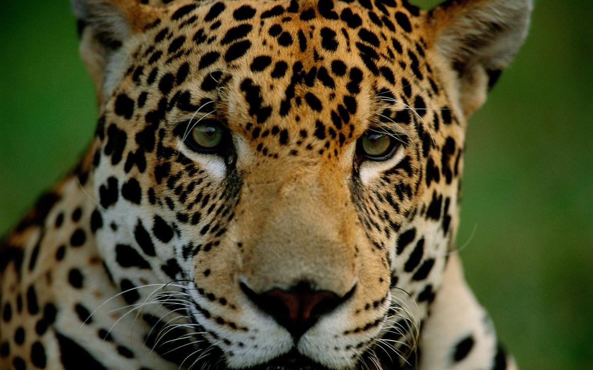 Le jaguar, un prédateur semi-aquatique