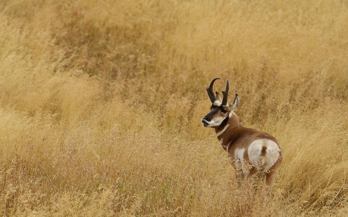 Pronghorn mâle, ou antilope d'Amérique, dans le PN du Yellowstone USA