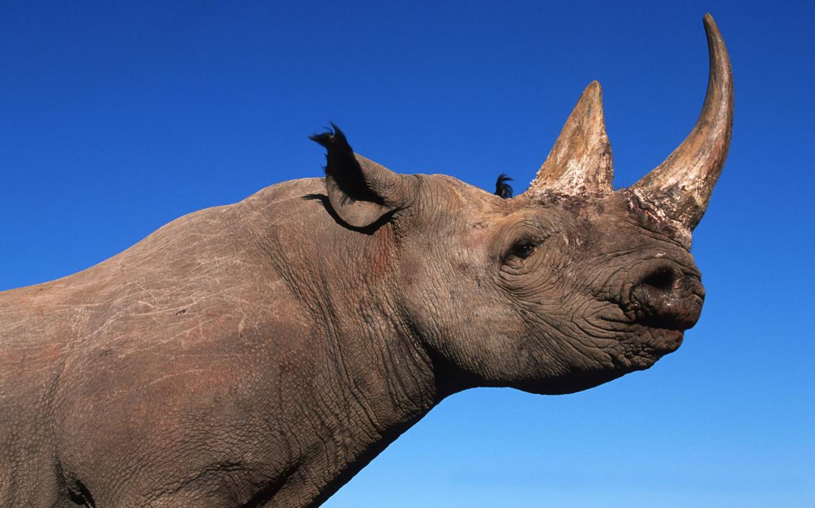 Rhinocéros noir (Diceros bicornis)