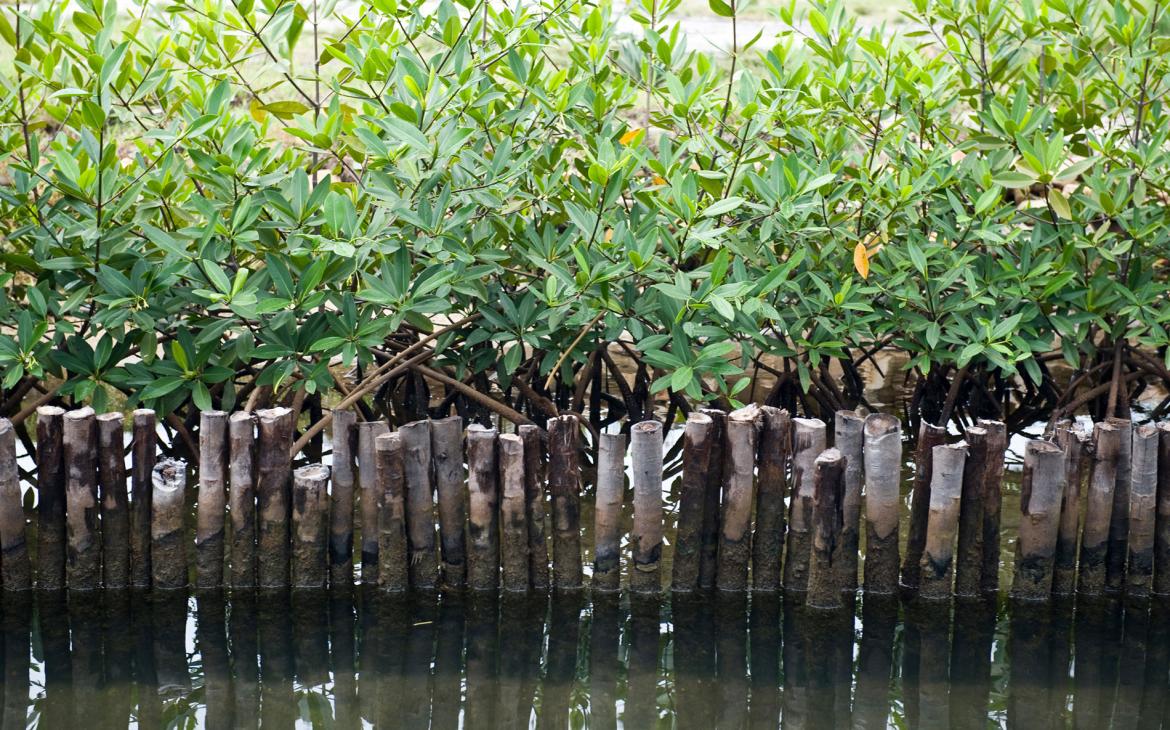 Restauration de la mangrove dans le village de Placencia, Belize