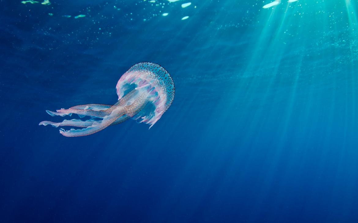 Méduse (Pelagia noctiluca) dans l'aire marine protégée de Portofino en Méditerranée 