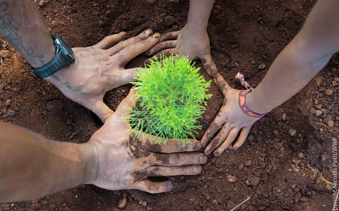 Plantation de nouveaux arbres pour les forêts de Nouvelle-Calédonie