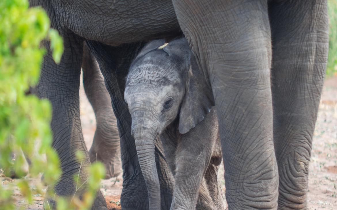 Jeune éléphant dans le Parc national de Chobe, Botswana