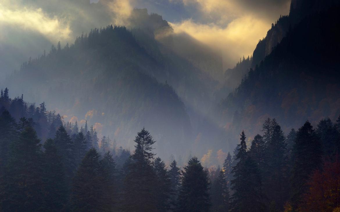 Forêt des Carpates, Parc national de Piatra Craiului, Transylvanie (Roumanie)