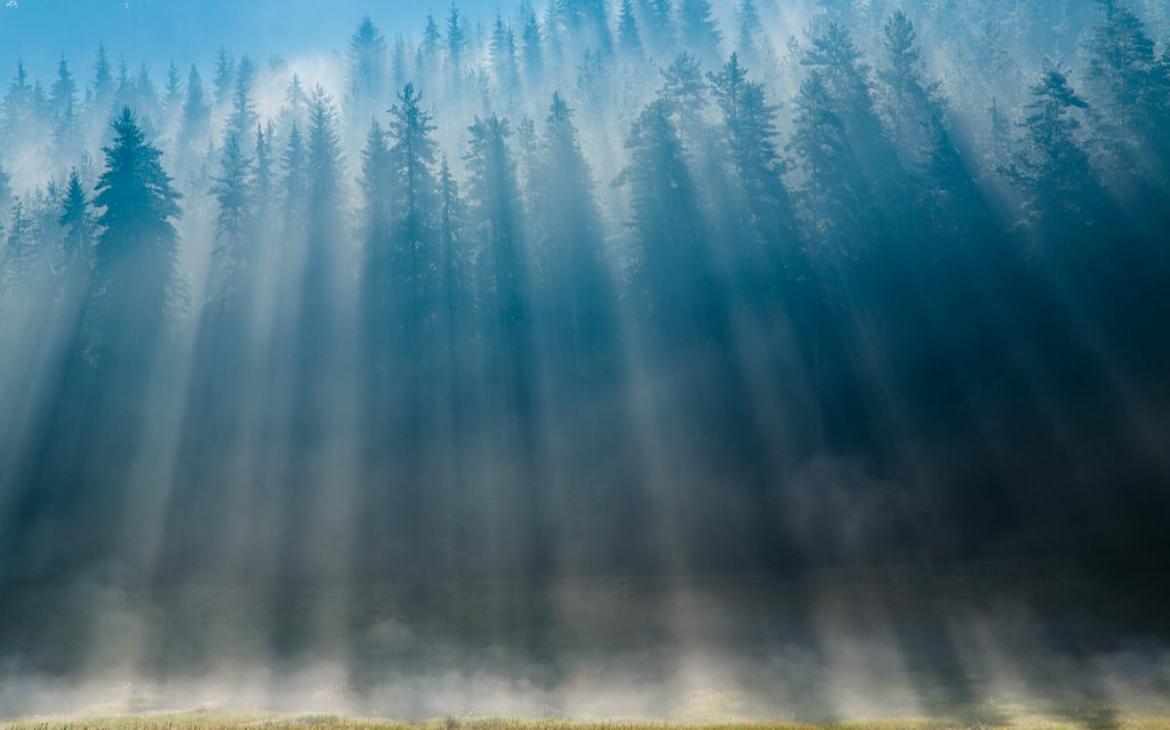 Paysage de forêt dans le Parc national de Pirin 