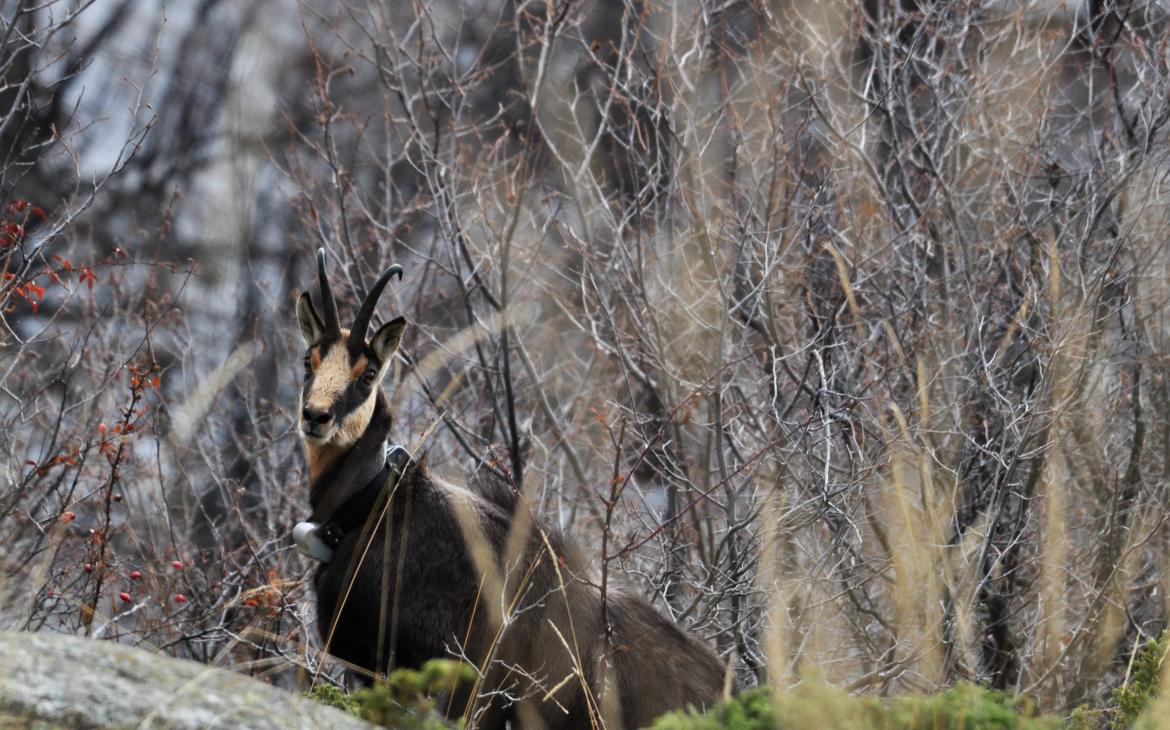 Chamois caché entre les branches d'arbres dans le Parc national de Pirin