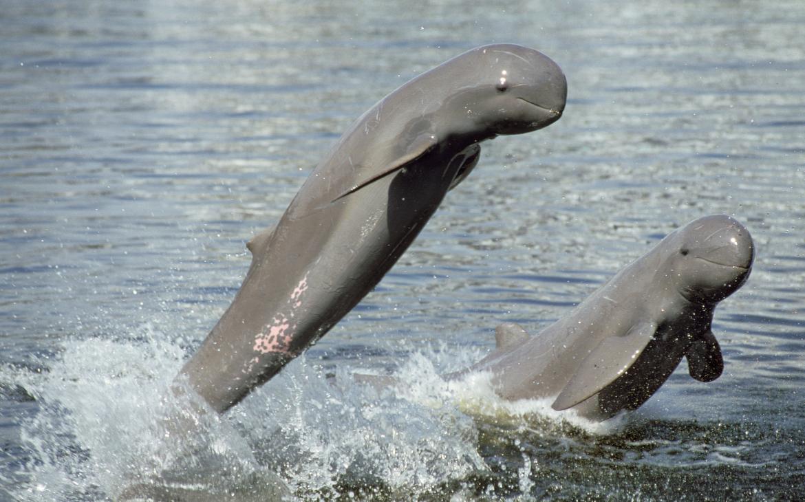 Dauphins de l'Irrawaddy (Orcaella brevirostris), Thaïlande