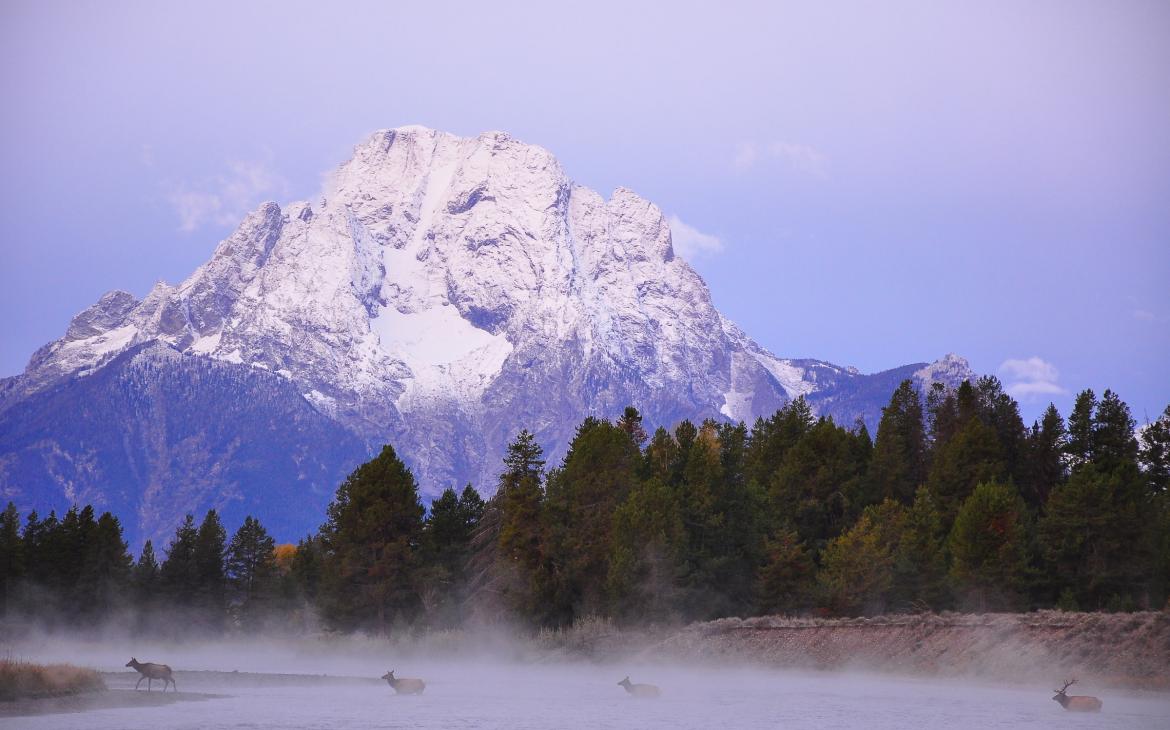 Wapiti (Cervus canadensis) dans le parc national de Grand Tetons, Wyoming, Etats-Unis