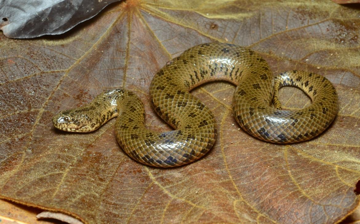 Un serpent de boue découvert dans la rivière Salween au Myanmar en 2017.