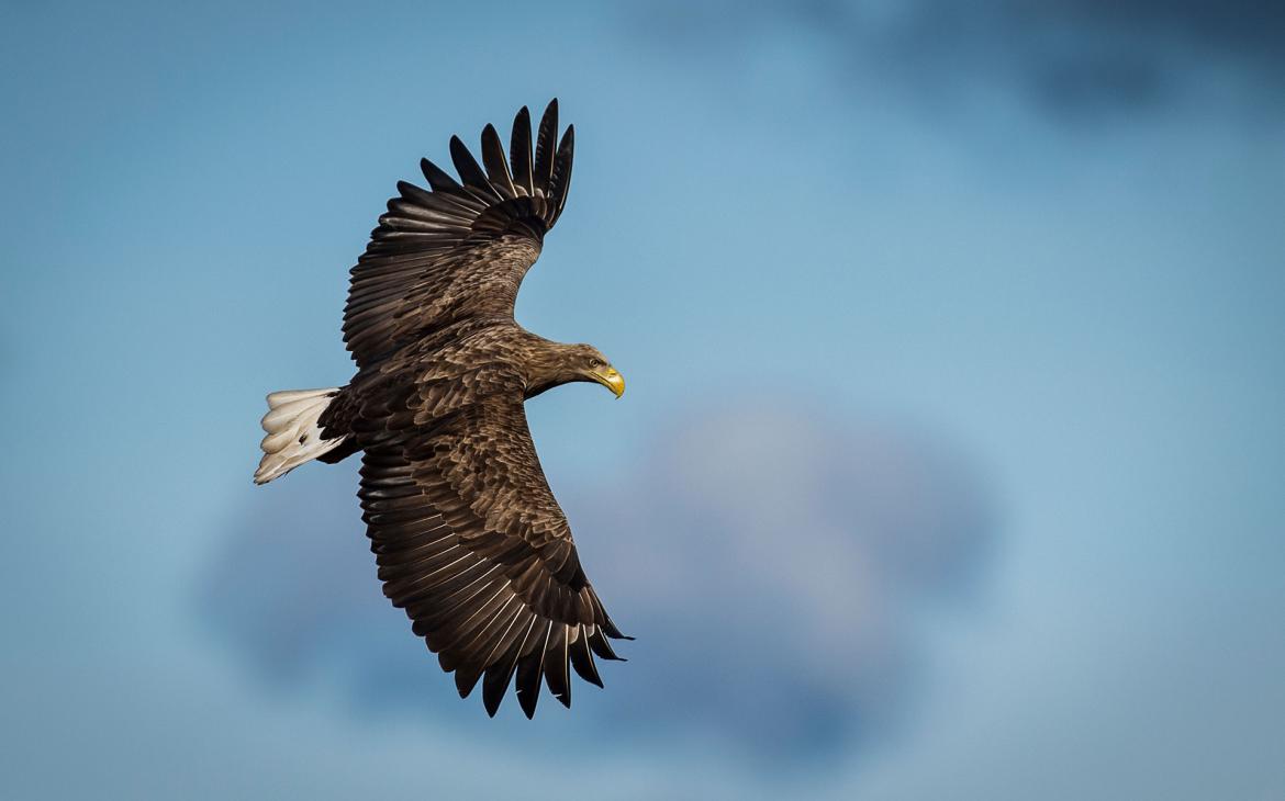 Un vieux pygargue à queue blanche (Haliaeetus albicilla), Suède.